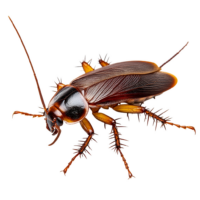 Insetos_Pragas_PNG_Transparente